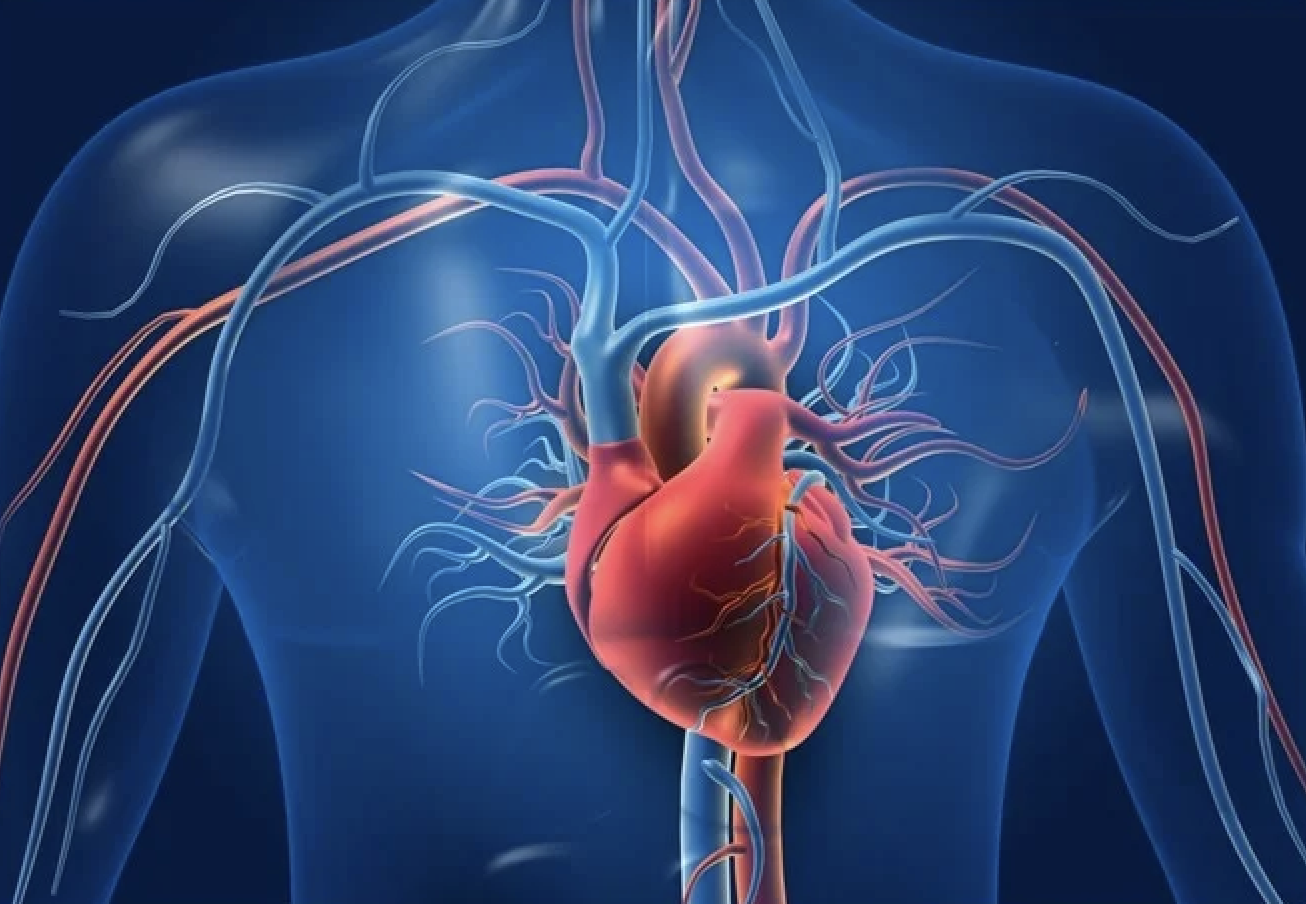 心臓発作後の「治らない」を変えるか?ENPP1阻害薬が組織再生を促進